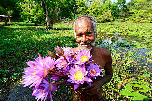 老人,花,蓝色,荷花,睡莲属植物,靠近,斯里兰卡,亚洲