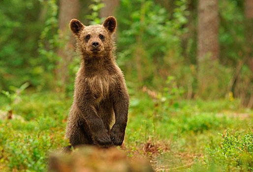 棕熊,幼兽,芬兰,欧洲