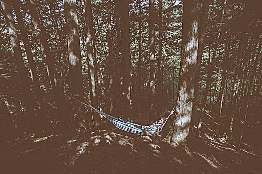 男青年,放入,吊床,树林,利特尔河,州立公园,佛蒙特州,美国