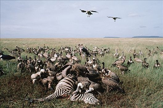 肉垂秃鹫,白氏斑马,斑马,畜体,塞伦盖蒂国家公园,坦桑尼亚
