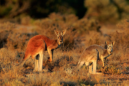 红色,袋鼠,红袋鼠,动物,一对,警惕,国家公园,新南威尔士,澳大利亚,大洋洲