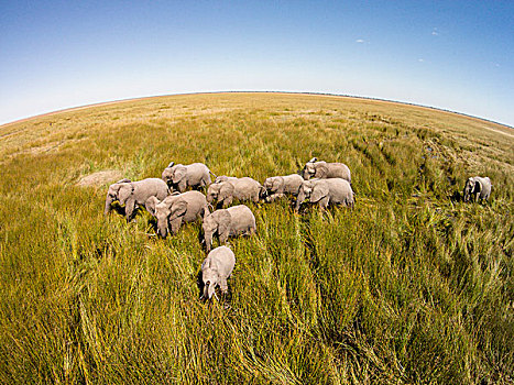 非洲,博茨瓦纳,乔贝国家公园,航拍,大象,非洲象,走,萨维提,湿地,奥卡万戈三角洲