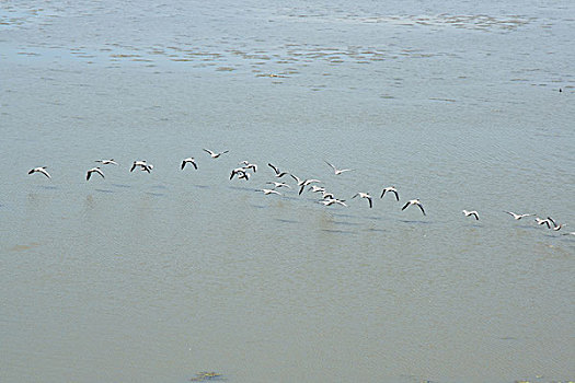 斑头雁,大雁湖