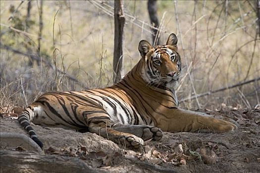 孟加拉虎,虎,女性,休息,荫凉,班德哈维夫国家公园,中央邦,印度