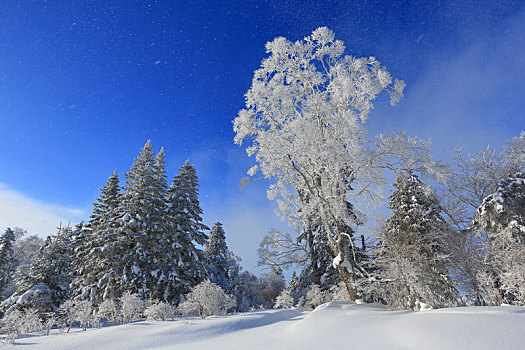 东北雪景