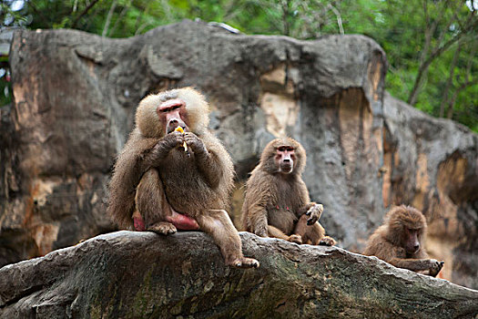 狒狒,吃,水果,新加坡动物园,新加坡