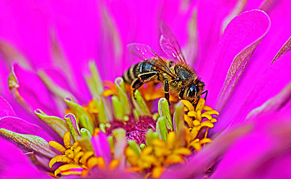 蜜蜂,意大利蜂,花