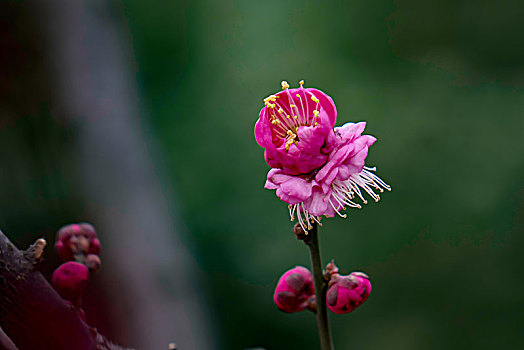 梅花怒放,春梅绽放