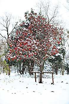 石楠树,雪景