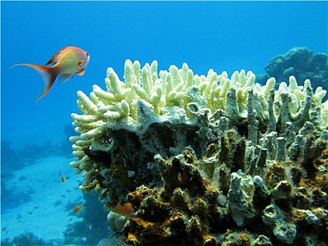 珊瑚礁,白色,石头,珊瑚,异域风情,鱼,仰视,热带,海洋