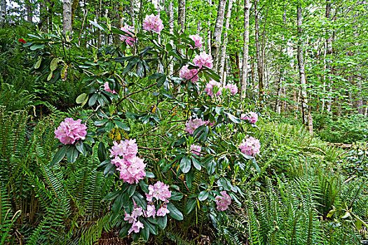 杜鹃属植物,树林,小猫,花园,不列颠哥伦比亚省,加拿大
