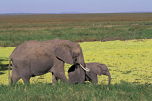 肯尼亚,马赛马拉,大象,幼仔