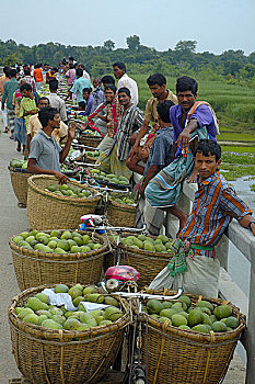 市场,批发,芒果,孟加拉,六月,2007年