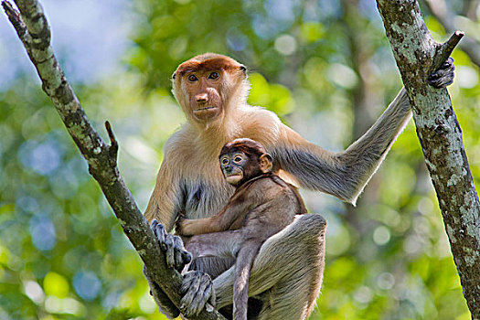 喙,猴子,女性,3-4岁,星期,老,幼仔,沙巴,马来西亚