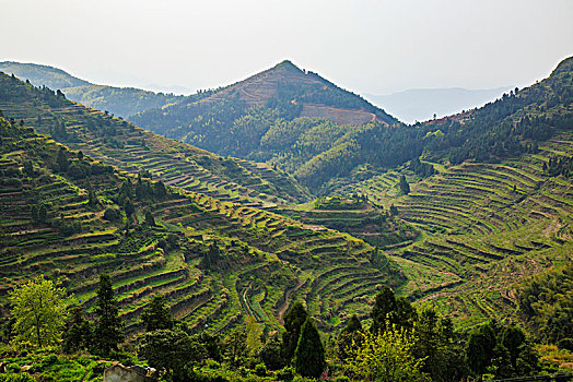 山,桔子,桔园