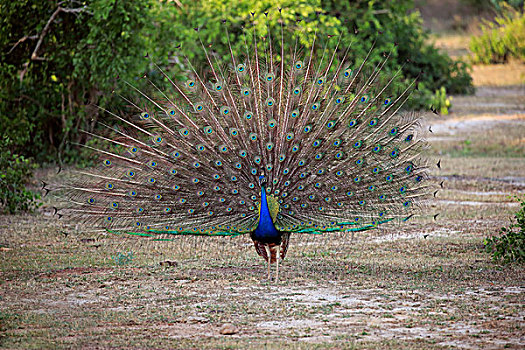 印度,孔雀,蓝色,蓝孔雀,成年,羽毛,示爱,国家公园,斯里兰卡,亚洲