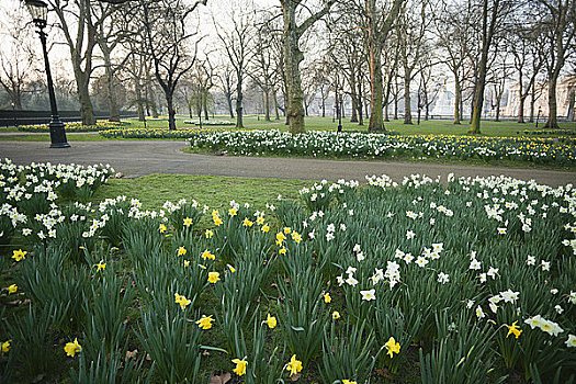 水仙花,绿色公园,伦敦,英格兰