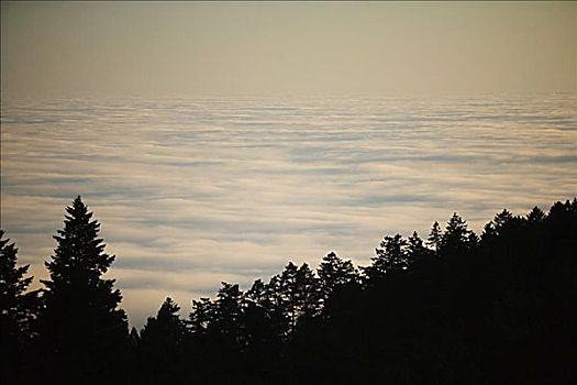 俯拍,山,围绕,云,州立公园,加利福尼亚,美国