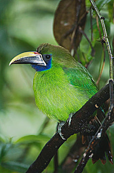 绿巨嘴鸟,成年,栖息,中心,山谷,哥斯达黎加,中美洲,十二月