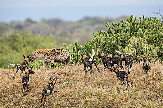 肯尼亚,野狗,追逐,斑鬣狗