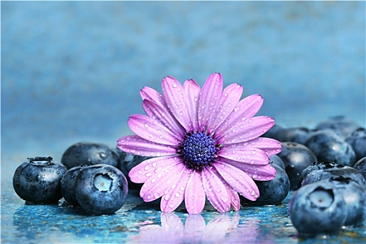 粉色,雏菊,蓝莓