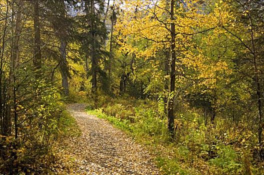 道路,秋天,彩色,树林,山谷,楚加奇州立公园,阿拉斯加