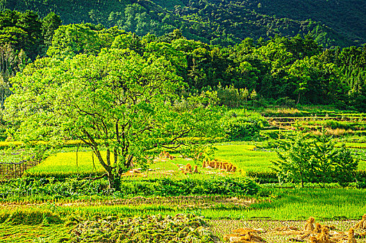 山岭秋色