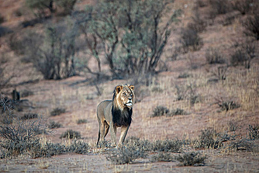 狮子,雄性,卡拉哈迪大羚羊国家公园,北开普,南非,非洲