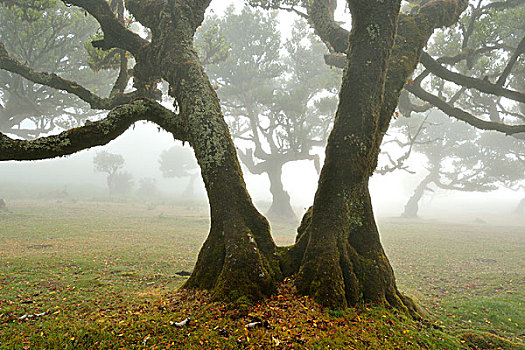 老,树林,树,雾,世界遗产,马德拉岛,葡萄牙,欧洲