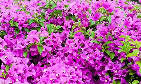 紫色,叶子花属,盛开