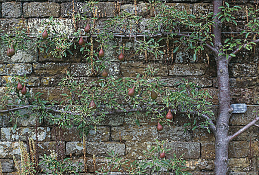石墙,梨树,花园