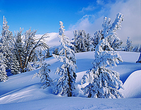 美国,加利福尼亚,山,暴风雪,松树