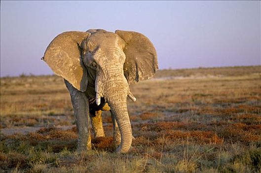 大象,非洲象,耳,晚上,亮光,国家公园,纳米比亚