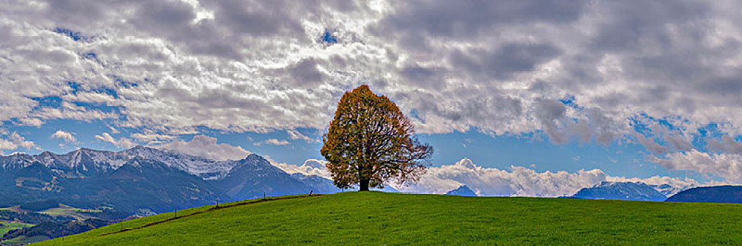 菩提树,树,椴树属,秋天,孤树,全景,巴伐利亚,德国,欧洲