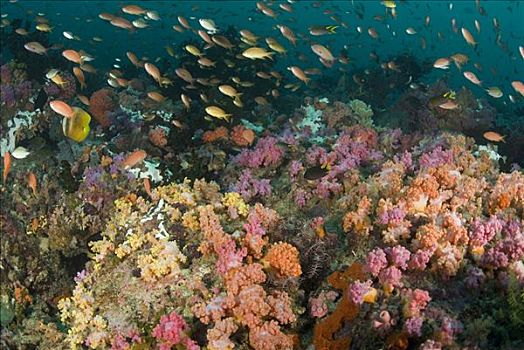 珊瑚,生态系统,软珊瑚,珊瑚鱼,印度尼西亚