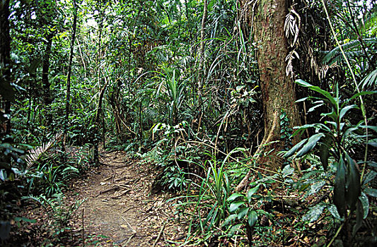 热带森林,茂盛,植被,澳大利亚