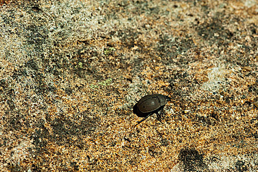 madagascar,national,park,of,isalo,small,shield,bug,acanthosomatidae,on,rock,formation