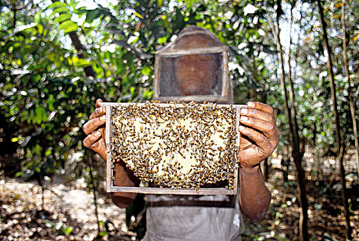 一个,男人,穿,防护,薄纱,蜂巢,碎片,养蜂,收入,孟加拉