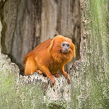 金色,狮子,小绢猴,濒危,2009年,本土动植物,巴西
