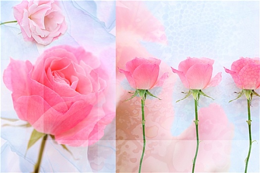 可爱,粉色,玫瑰,艺术,背景
