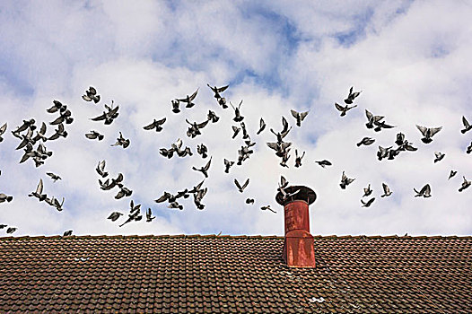 鸽子,飞,高处,屋顶,巴伐利亚,德国,欧洲