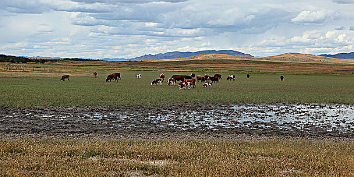 科尔沁草原