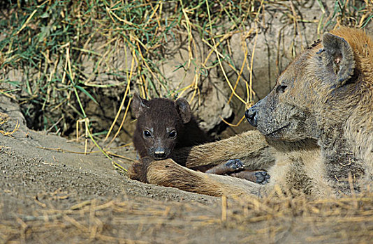 斑鬣狗,幼兽,站立,巢穴,入口,马赛马拉,公园,肯尼亚