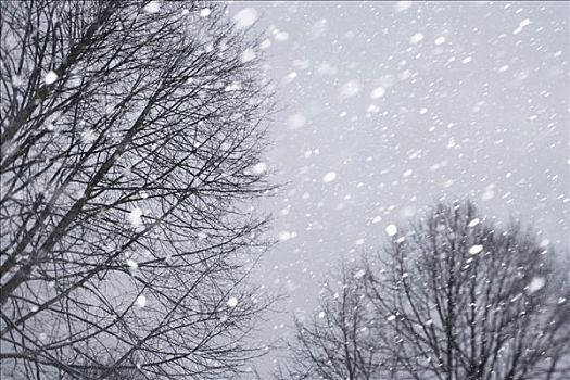 雪,落下,秃树