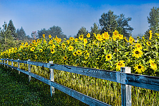 美国,佛蒙特州,向日葵,白色,栅栏