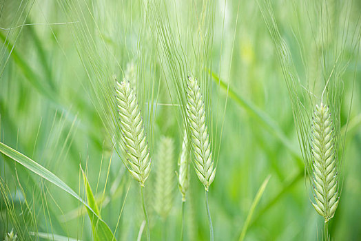 小麦麦穗小满