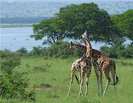 长颈鹿,争斗,非洲
