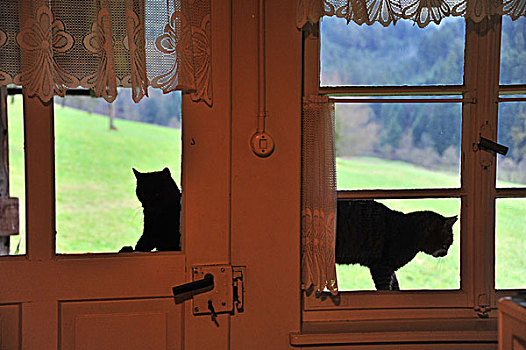 两个,猫,窗,巴登符腾堡,德国,欧洲