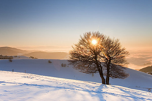 山毛櫸樹(shù),雪景,日落,黑森林,巴登符騰堡,德國(guó)