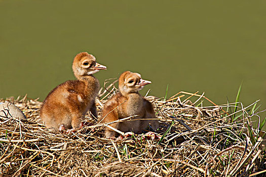 两个,沙丘鹤,幼仔,幼禽,鸟窝
